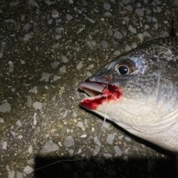 ハクボイルは難攻不落