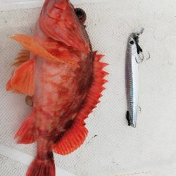 シイラキャスティングのつもりが。