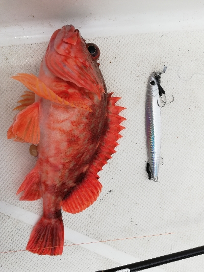 シイラキャスティングのつもりが。