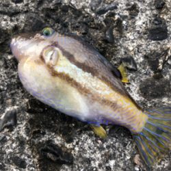 ショアジギング  ＆　ライトゲーム