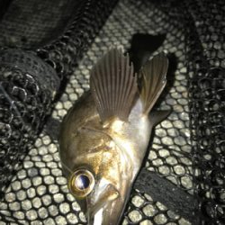 タコ、メバル、アジ釣れたけど…イカは釣れず(><)