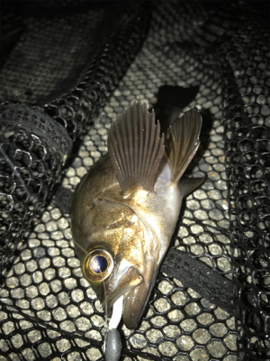タコ、メバル、アジ釣れたけど…イカは釣れず(><)