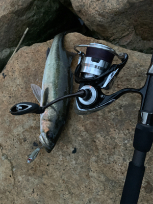 ダイソーバイブで…