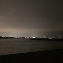 ケンサキイカ①