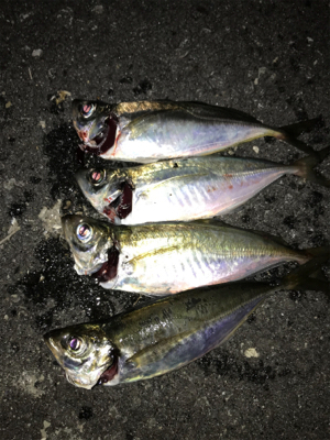 ナイトアジング