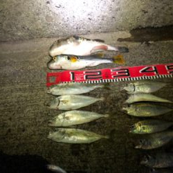 ドラゴン出た。110cm❣️