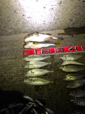 ドラゴン出た。110cm❣️