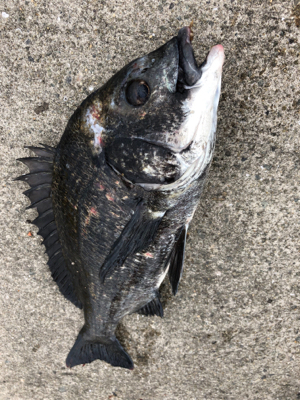 曇天のなかエビ撒き