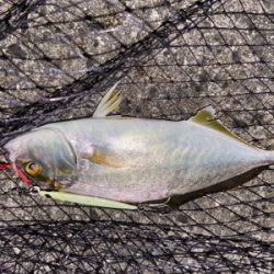 渋い中、なんとか1匹…