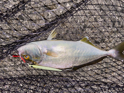 渋い中、なんとか1匹…