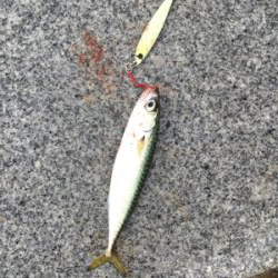 小鯖だけは釣れるんですけどね。。。