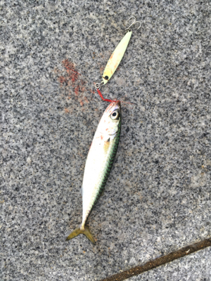 小鯖だけは釣れるんですけどね。。。