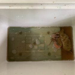 予期せぬゲスト