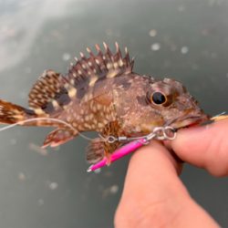 マイクロ岸ジギング