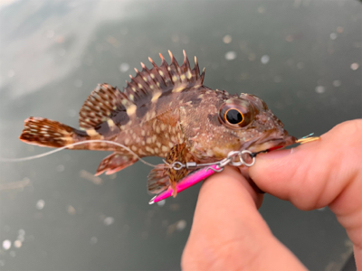 マイクロ岸ジギング