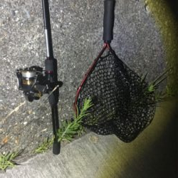 梅雨メバリング