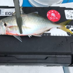 オフショア　初青物