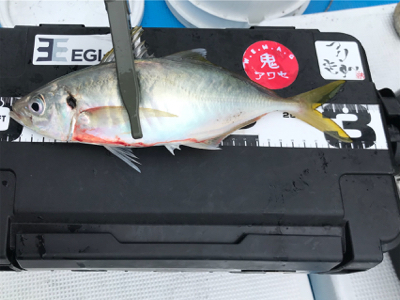 オフショア　初青物