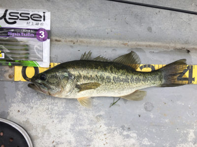 謎のボイル多発！ 魚に翻弄された桜池