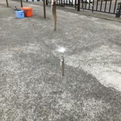 キス11匹釣れました‼️