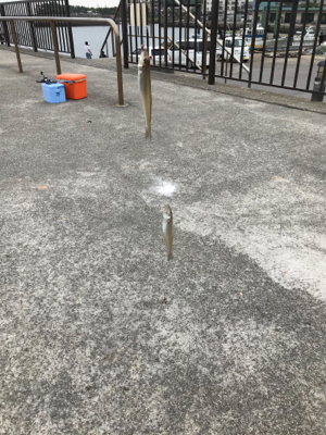 キス11匹釣れました‼️