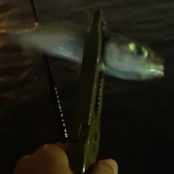 アジング練習 172