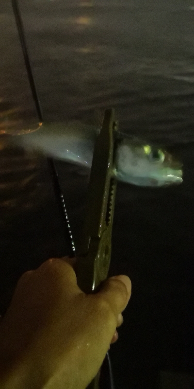 アジング練習 172