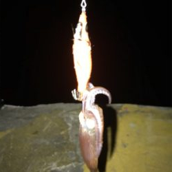 夏 ヒイカ調査(^.^)