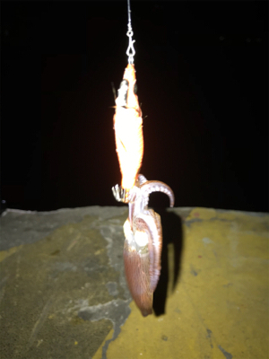 夏 ヒイカ調査(^.^)