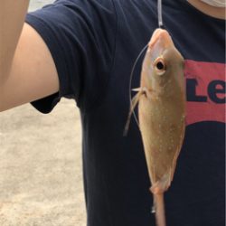 須磨でキス釣り