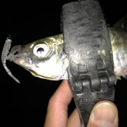 2020ライトゲーム第22戦