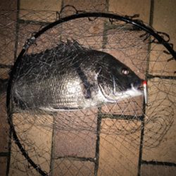 雨後の釣り