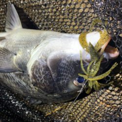 雨後爆!チヌ9枚、シーバス1匹!