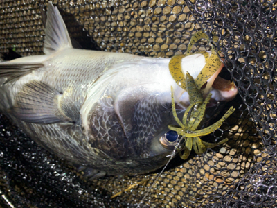 雨後爆!チヌ9枚、シーバス1匹!