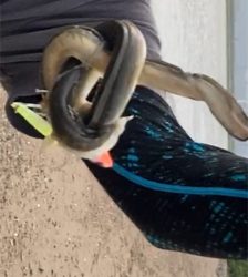 シーバスのはずがチニングに