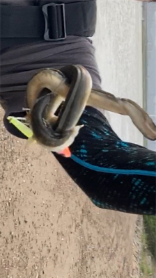 シーバスのはずがチニングに