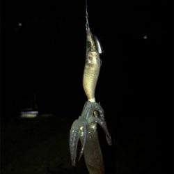 ヒイカ調査 2 (^^)