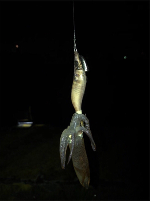 ヒイカ調査 2 (^^)