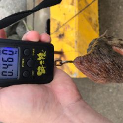 今朝もタコ釣り