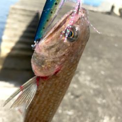 初のショアジギングでヒラメ