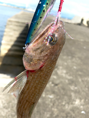 初のショアジギングでヒラメ