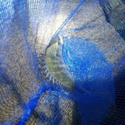 チヌ　キビレ祭り