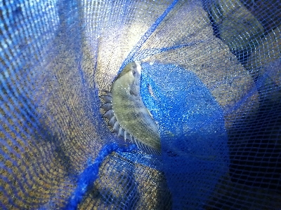 チヌ　キビレ祭り