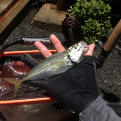 掌を超えてきました！