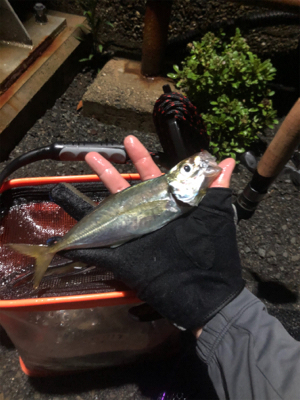 掌を超えてきました！