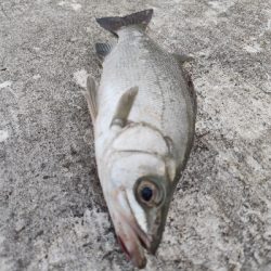 エバことメッキ釣り