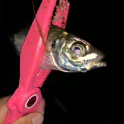 癒されアジング♪♪