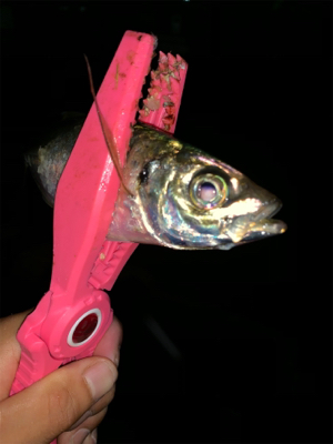 癒されアジング♪♪