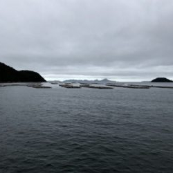 オクトパスフィッシュ！3