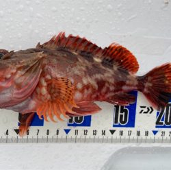 青物以外はよく釣れる^ ^汗